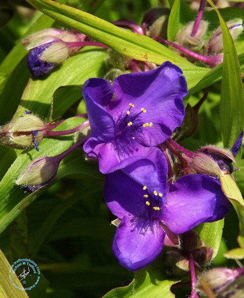 Flower 8W90D-25.JPG
